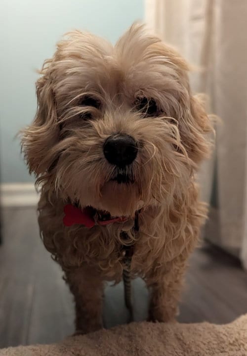 Photo of Thoory, adoptable Poodle (unknown type) in San Diego, California