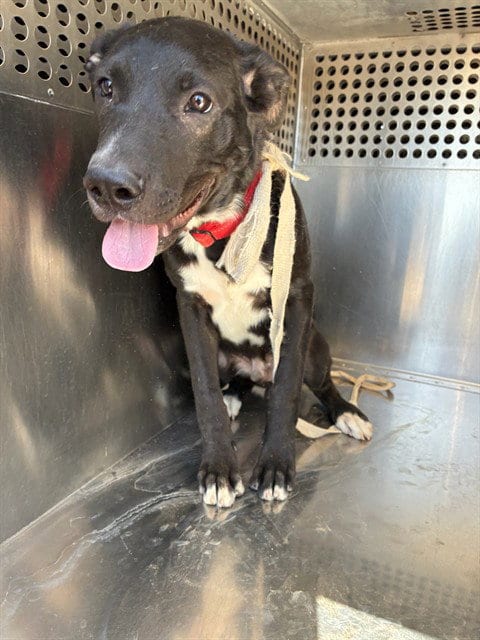 Photo of Pistachio, adoptable Labrador Retriever in Mesa, Arizona
