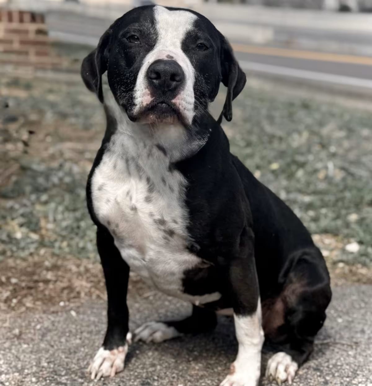 Photo of Liza, adoptable Labrador Retriever in Littleton, Colorado