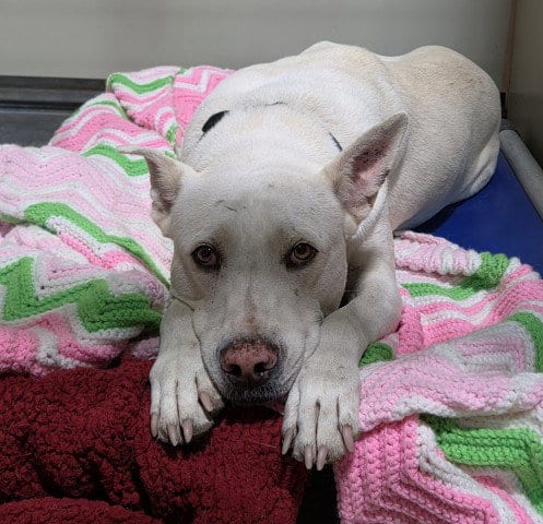 Photo of Ray, adoptable Labrador Retriever in Bakersfield, California