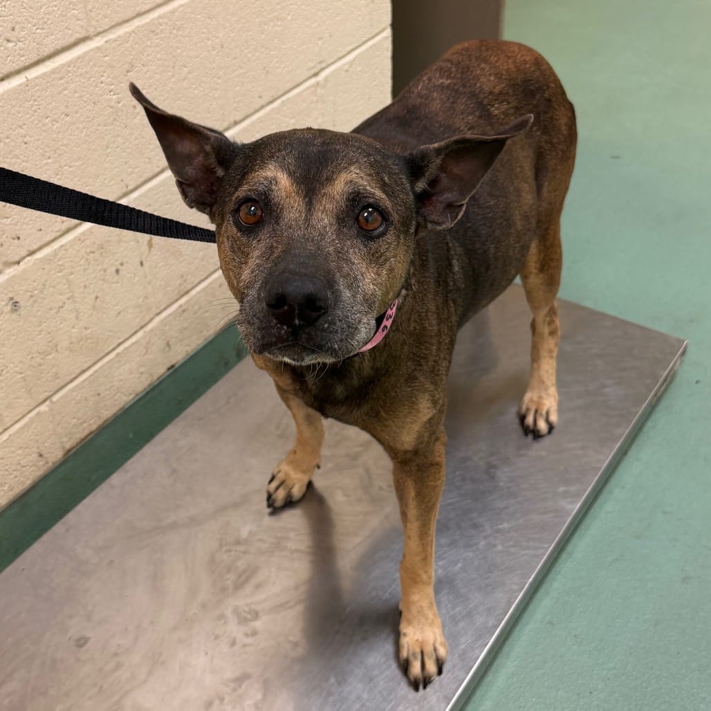 Photo of CoCo Pebble, adoptable dog