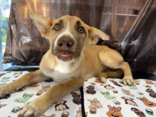 Photo of A2295775, adoptable German Shepherd Dog in San Pedro, California