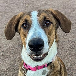 Photo of Justin, adoptable German Shepherd Dog Labrador Retriever in Golden, Colorado