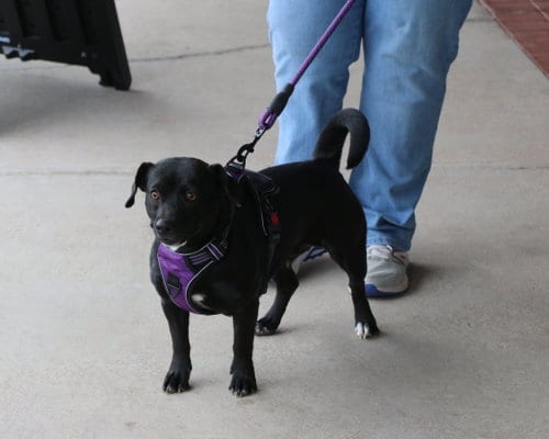 Photo of Onyx, adoptable Dachshund in Pflugerville, Texas