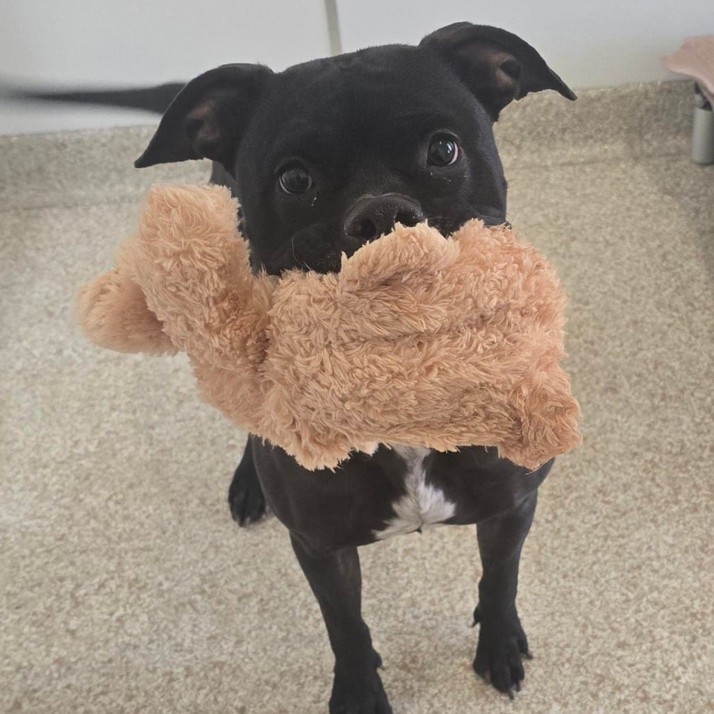 Photo of Smiles, adoptable Terrier, American Pit Bull / Mix in Kanab, Utah