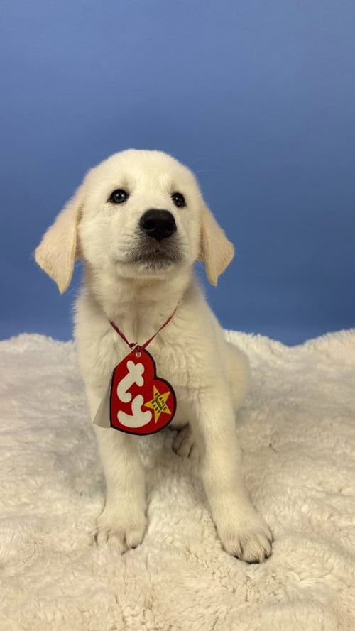 Photo of Blizzard Tiger, adoptable Great Pyrenees in Phoenix, Arizona