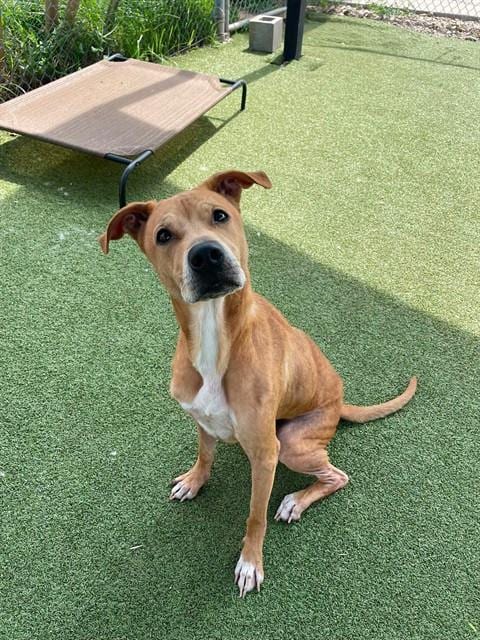 Photo of Disel, adoptable Labrador Retriever in Pasadena, Texas