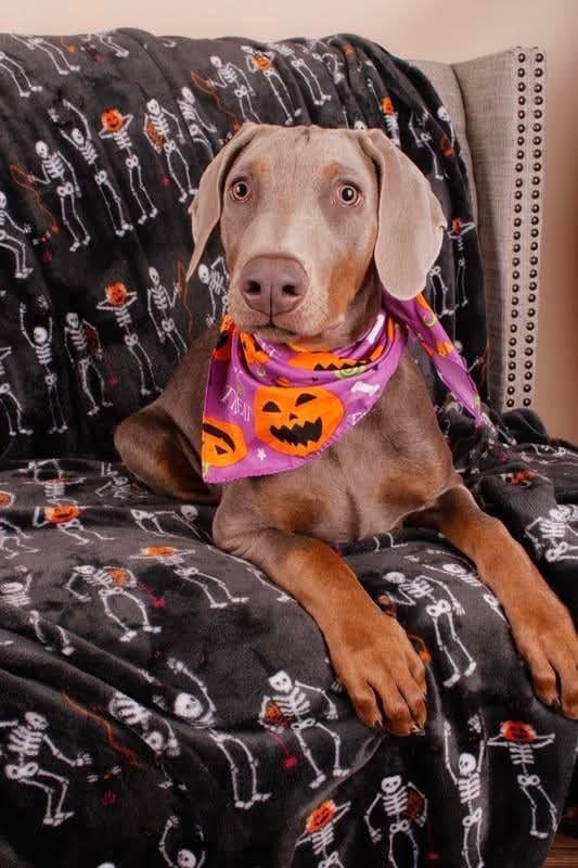 Photo of Rusty, adoptable Doberman Pinscher in Arkansas