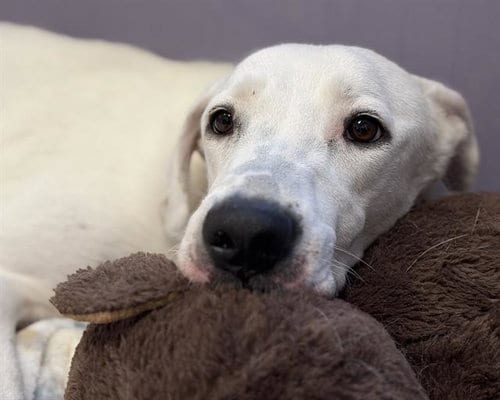 Photo of Princess Peach, adoptable Labrador Retriever in Denver, Colorado
