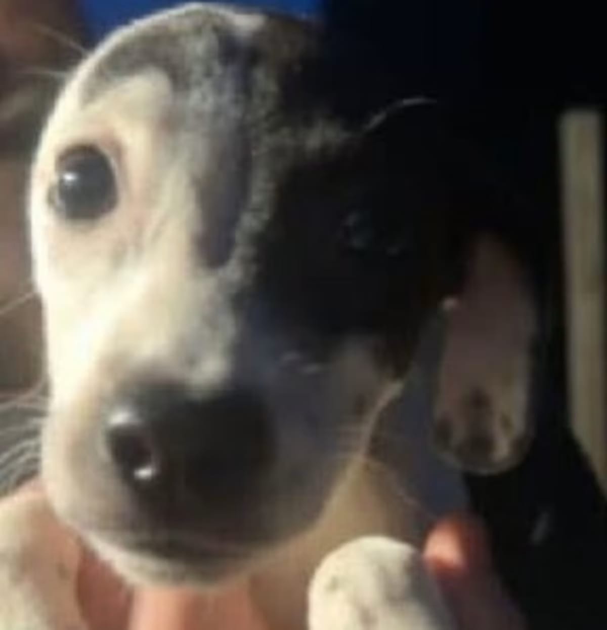 Photo of Miles, adoptable Chihuahua in New York, New York