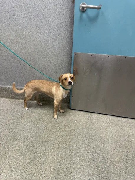 Photo of Teddy, adoptable Dachshund in Las Vegas, Nevada