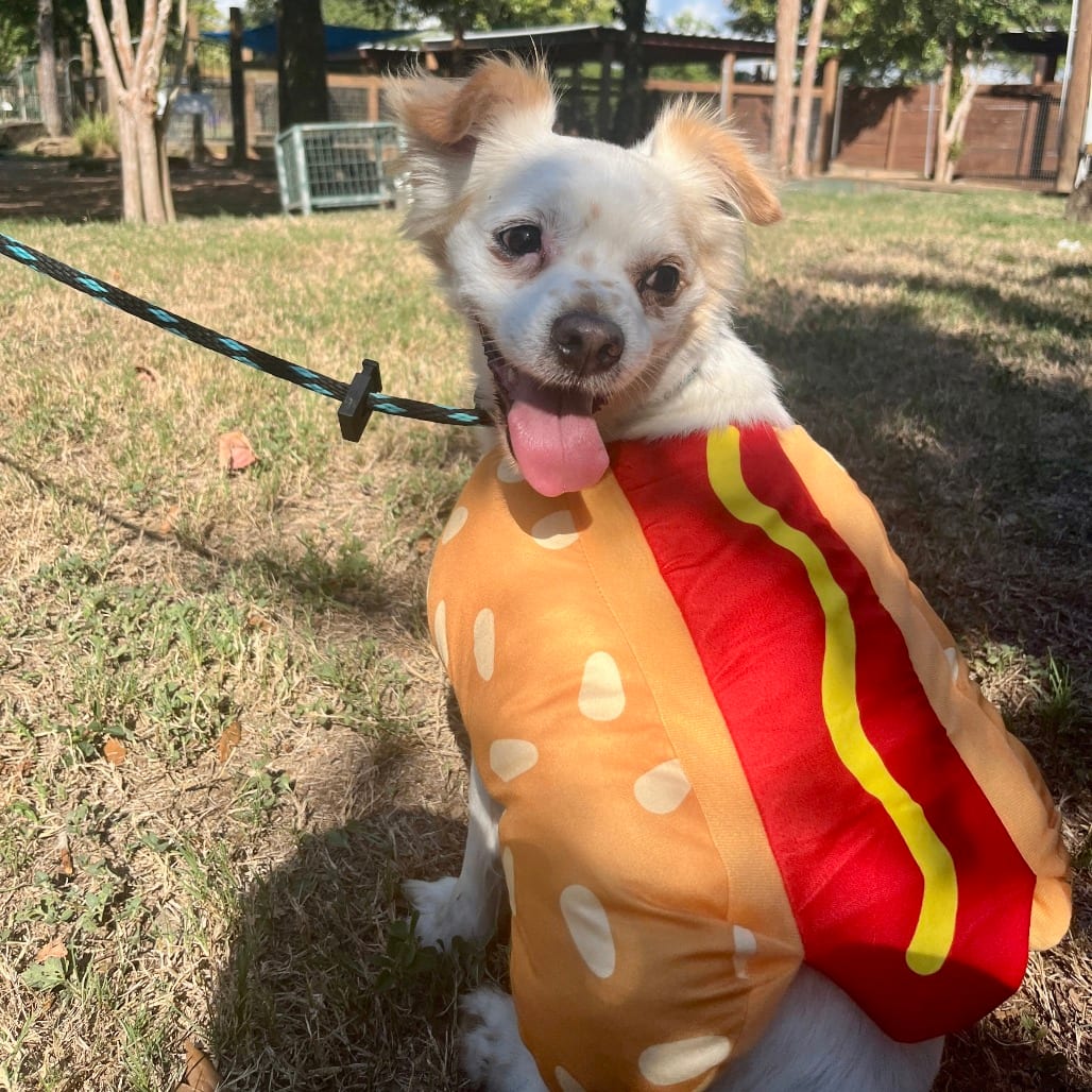 Photo of Ginger Ale, adoptable Spaniel, Cavalier King Charles / Chihuahua in Houston, Texas