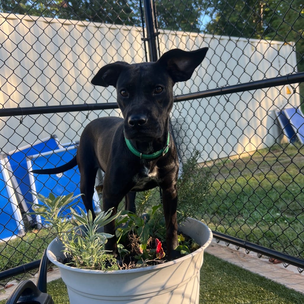 Photo of Irina, adoptable Terrier, Pit Bull in Greensboro, North Carolina