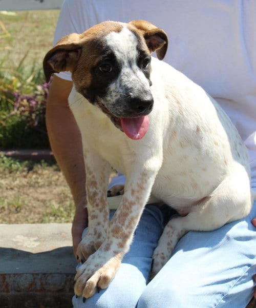 Photo of Chunk 44165, adoptable Boxer in Prattville, Alabama