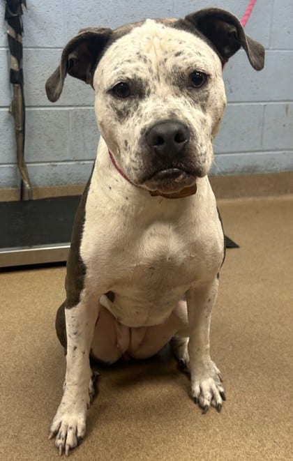 Photo of Wynette, adoptable dog in Chamblee, Georgia