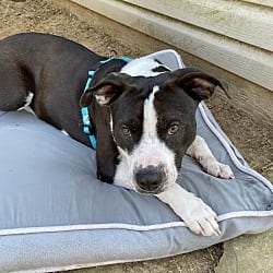 Photo of Hank 1, adoptable American Pit Bull Terrier in East Hartford, Connecticut