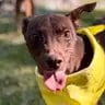 Photo of Goofy, adoptable Miniature Pinscher in Enfield, Connecticut