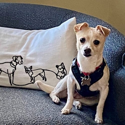 Photo of Raya (MD), adoptable Rat Terrier in Atlanta, Georgia