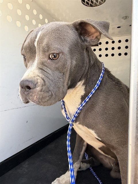 Photo of A170157, adoptable Pit Bull Terrier in Bakersfield, California