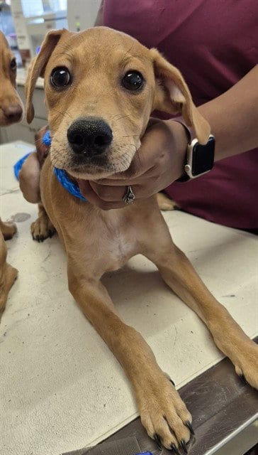 Photo of Mickey, adoptable Miniature Pinscher in Lodi, California