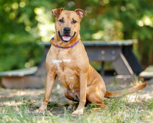 Photo of Willow, adoptable Unknown breed in Durham, North Carolina