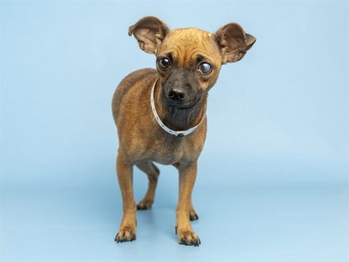 Photo of Susie, adoptable Chihuahua in Phoenix, Arizona