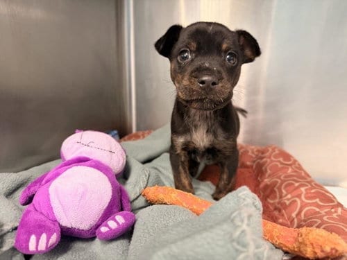 Photo of Seinfeld, adoptable Staffordshire Bull Terrier in Houston, Texas