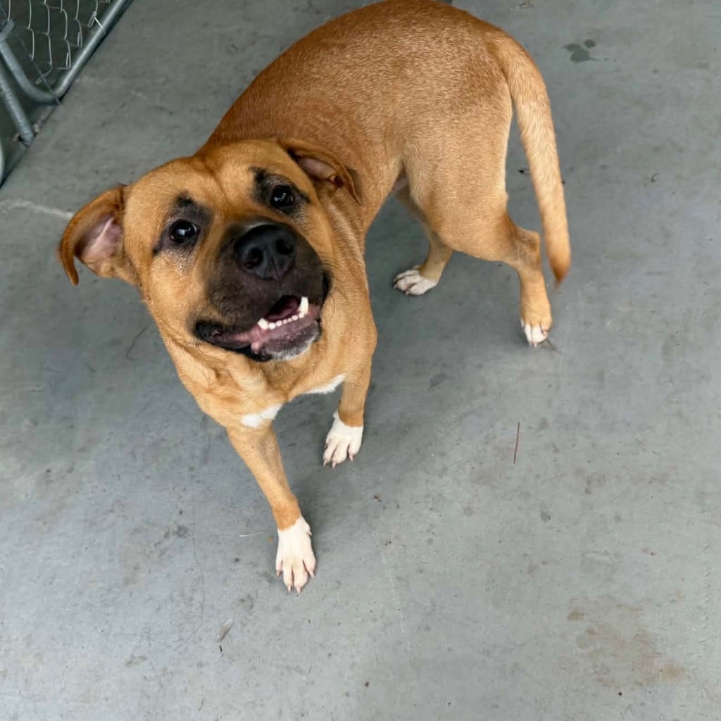 Photo of Chief, adoptable Mixed Breed in Bloomfield, Connecticut