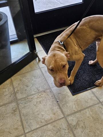 Photo of A071130, adoptable Pit Bull Terrier in Norfolk, Virginia
