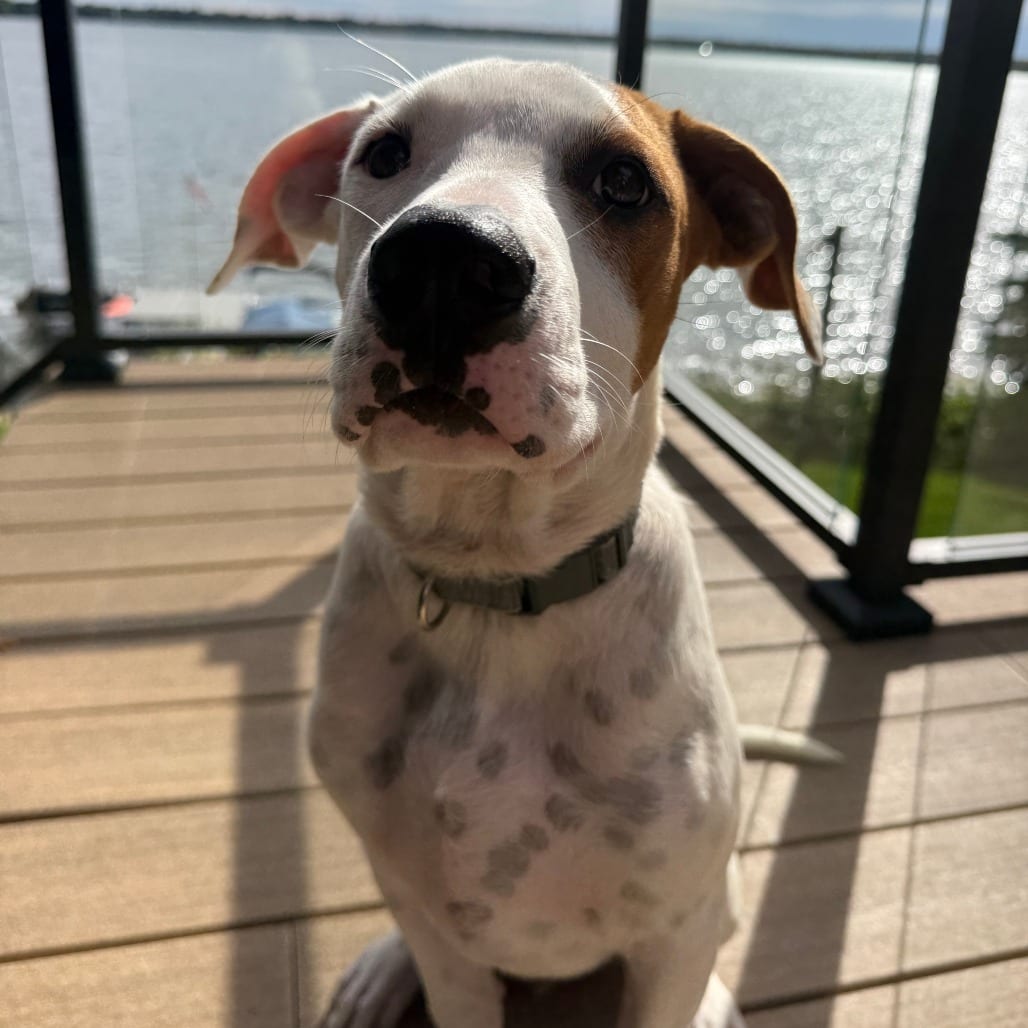 Photo of Butterbean D71063, adoptable Bulldog, American / Mixed Breed (Medium) in Minnesota, Minnesota