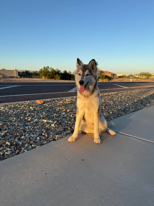 Photo of AGAVE (Gavi), adoptable Husky in Chandler, Arizona