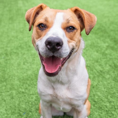 Photo of Bailey, adoptable Hound in Burlingame, California