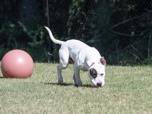 Photo of Brondo, adoptable Bulldog in Haw River, North Carolina