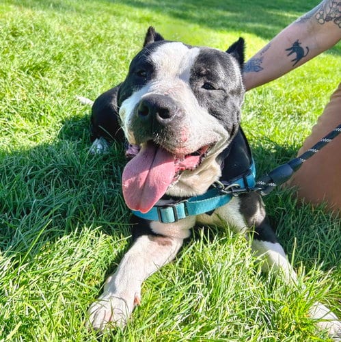 Photo of Roddy, adoptable American Pit Bull Terrier in Oakland, California