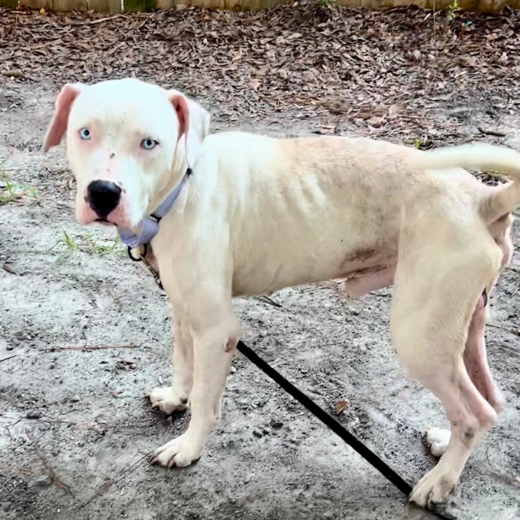 Photo of Caine, adoptable Mixed Breed (Medium) in Summerville, South Carolina