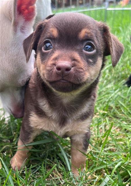 Photo of Jack, adoptable Chihuahua in Santa Rosa, California
