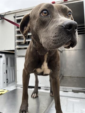 Photo of Davis, adoptable American Pit Bull Terrier in Lufkin, Texas