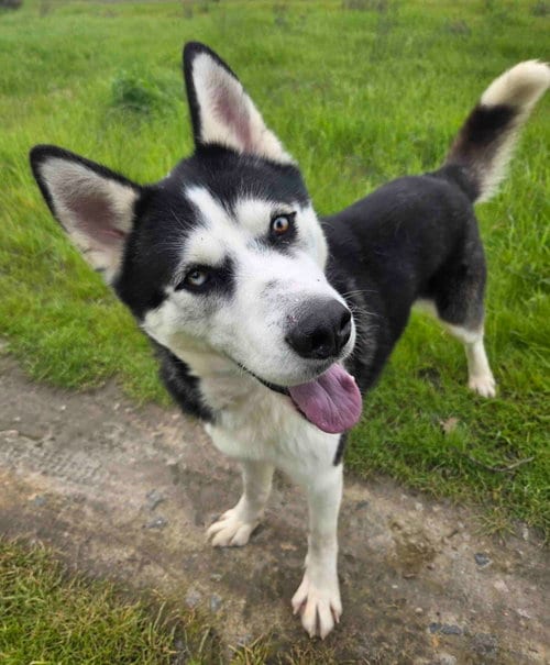 Photo of Auspicious, adoptable Siberian Husky in Walnut Creek, California