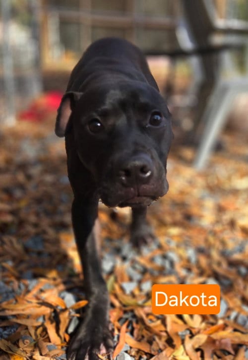 Photo of Dakota, adoptable Black Labrador Retriever in Albemarle, North Carolina