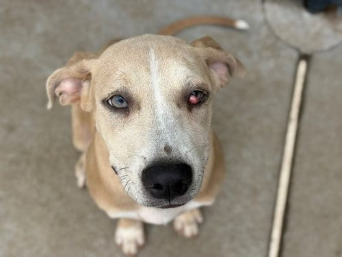 Photo of Nami, adoptable Pit Bull Terrier in Tulsa, Oklahoma