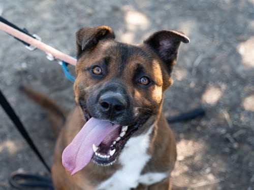 Photo of Jason, adoptable German Shepherd Dog in Martinez, California