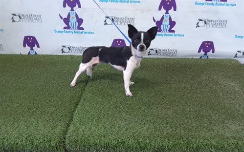 Photo of Luna, adoptable Chihuahua in Orlando, Florida