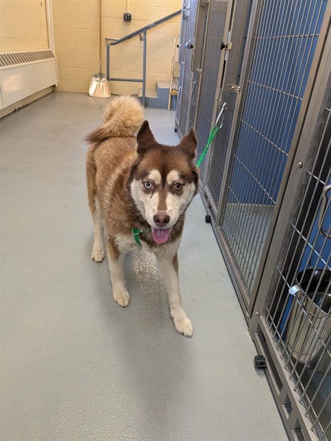 Photo of Mya, adoptable Siberian Husky in South Lake Tahoe, California