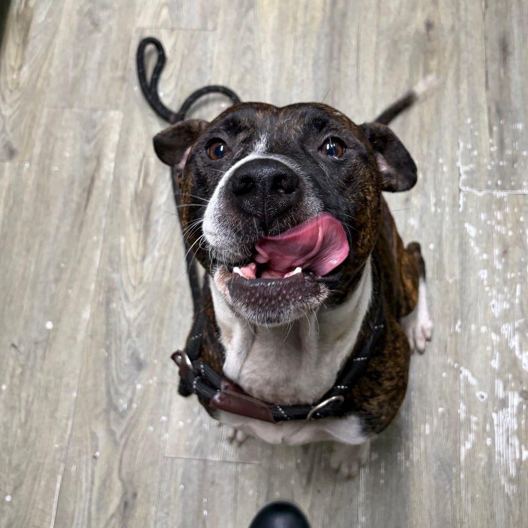 Photo of Frisbee @ Foster, adoptable Mixed Breed (Large) in Summerville, South Carolina