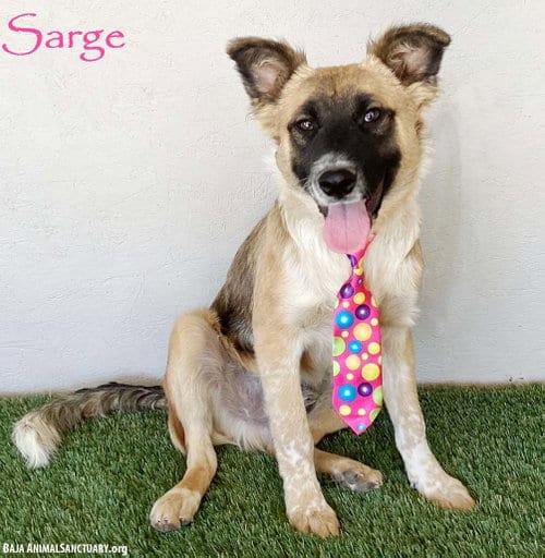 Photo of Sarge, adoptable German Shepherd Dog in San Diego, California