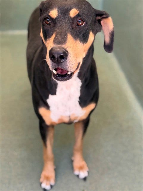 Photo of Pupp, adoptable Rottweiler in Agoura, California