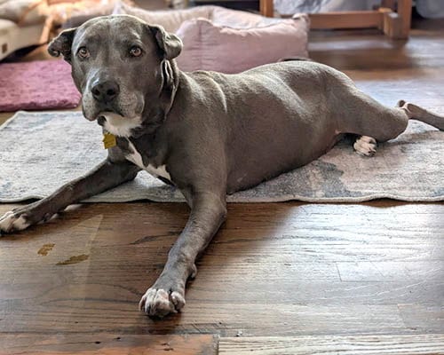 Photo of Ellie, adoptable American Pit Bull Terrier in Lake Wylie, South Carolina