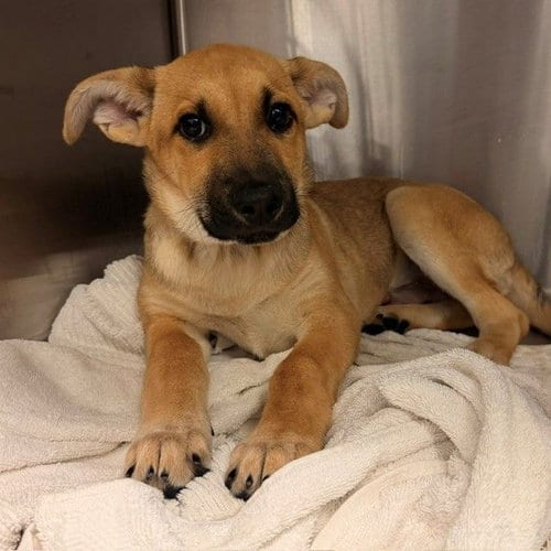Photo of Beetle juice, adoptable Unknown breed in Rancho Santa Fe, California