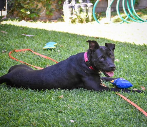 Photo of Marilynn, adoptable Labrador Retriever in San Diego, California