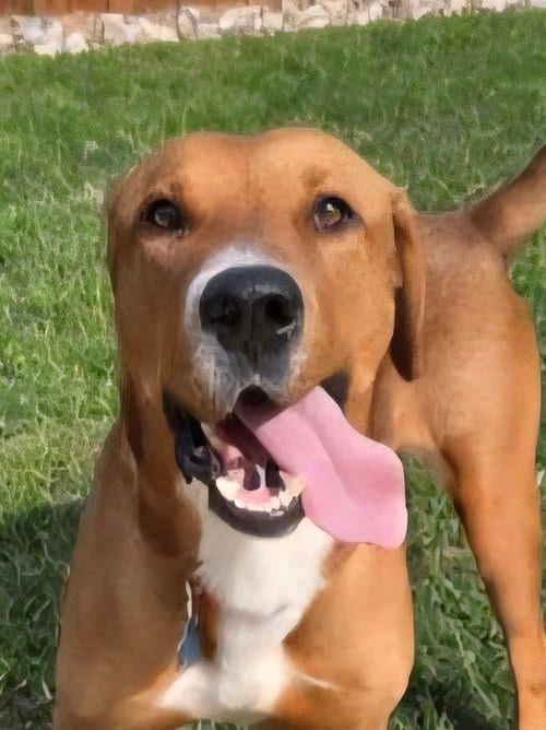 Photo of Max, adoptable Retriever in Euless, Texas